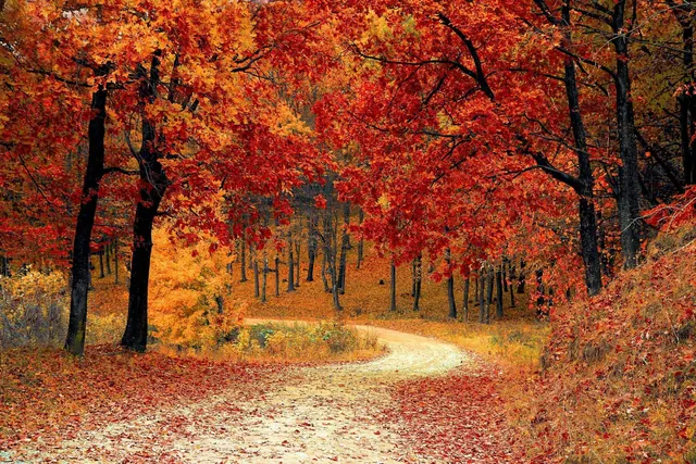 Waldweg-Hintergrundbilder