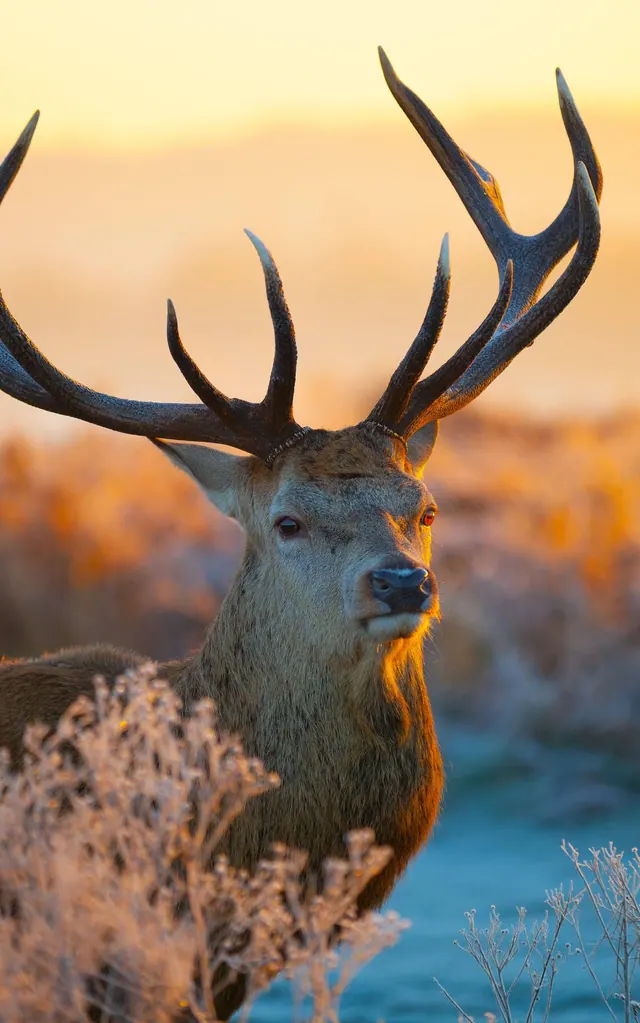 Hirsch-Hintergrundbilder
