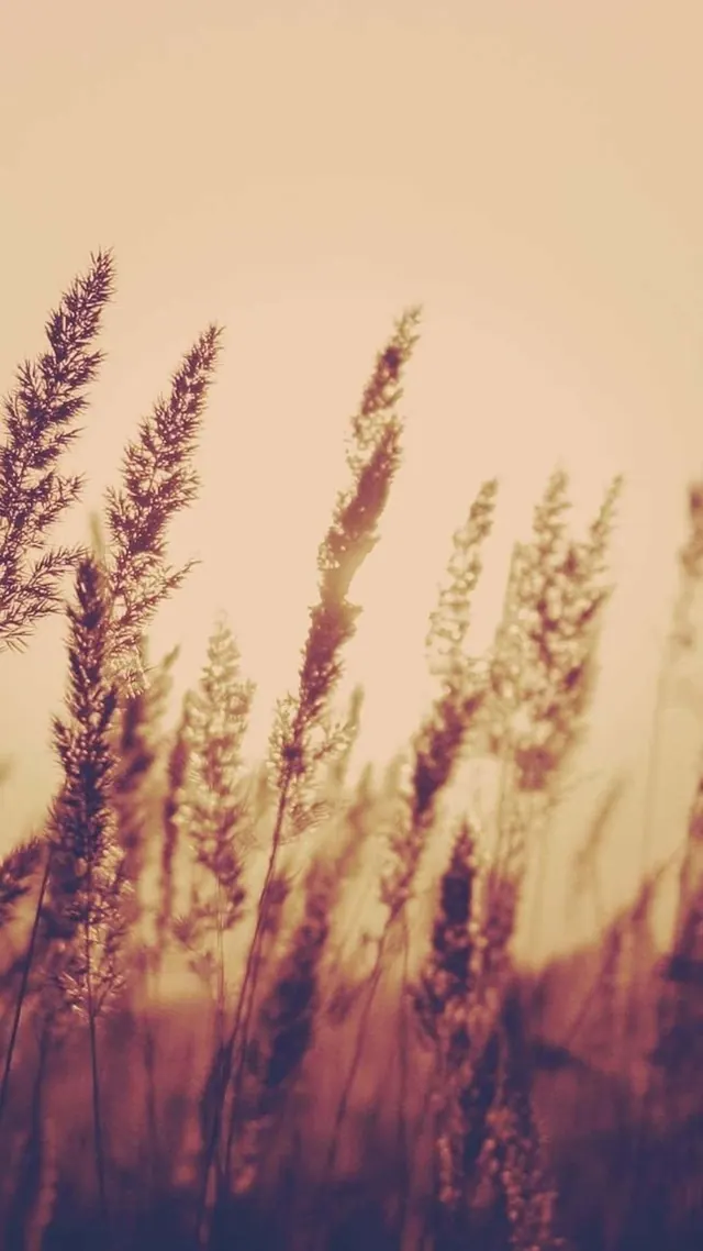 Handy-HD-Hintergrundbilder