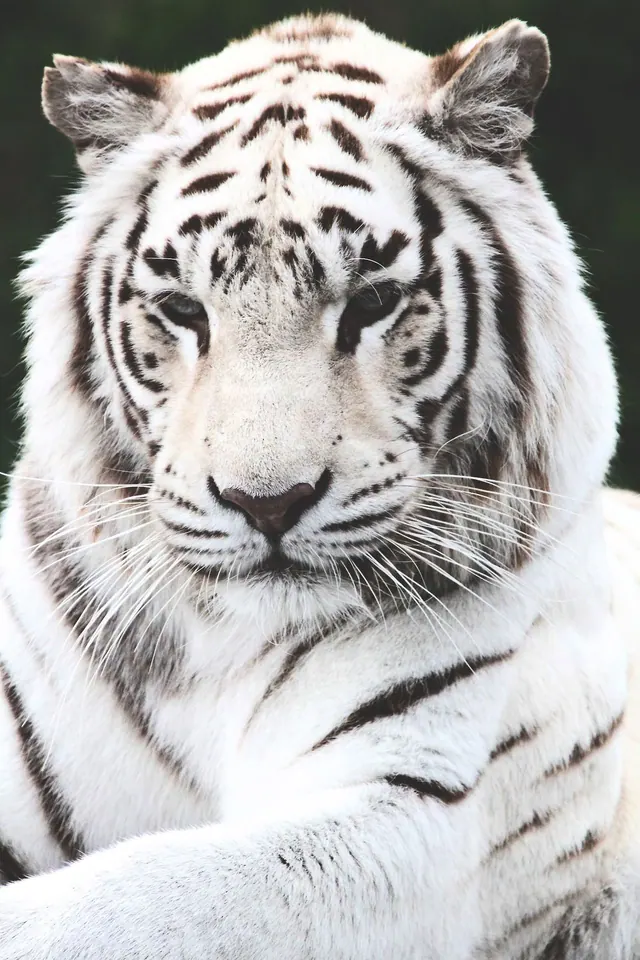 Weißer Tiger – Hintergrundbilder