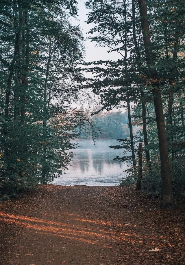 Waldsee-Hintergrundbilder