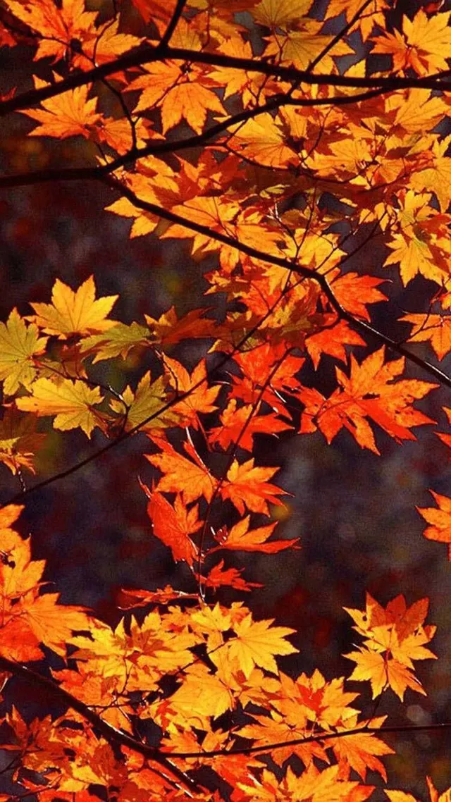 Herbst-Handy-Hintergrundbilder