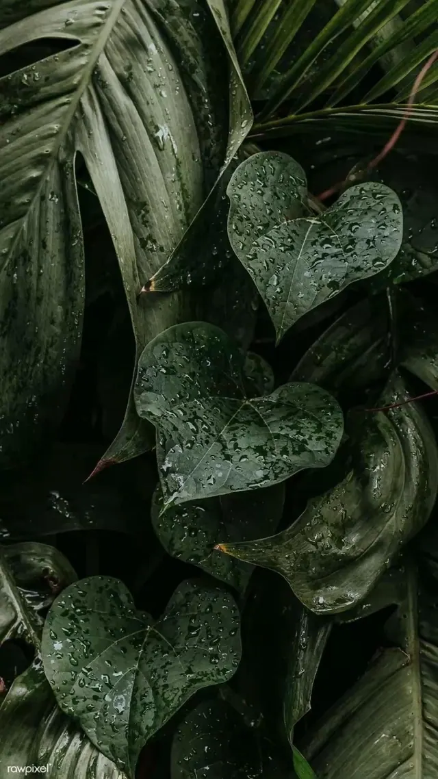 Blätter-Hintergrundbilder