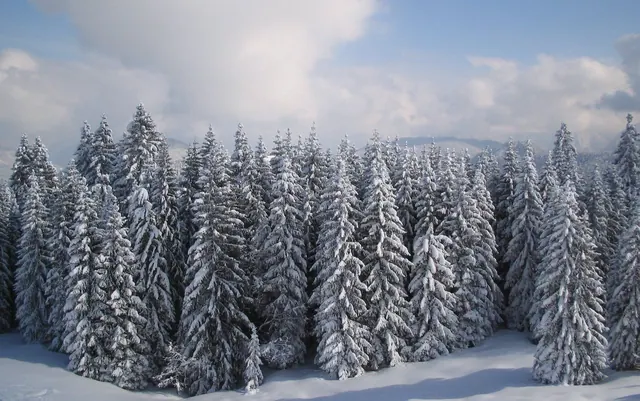 Winterwald-Hintergrundbilder