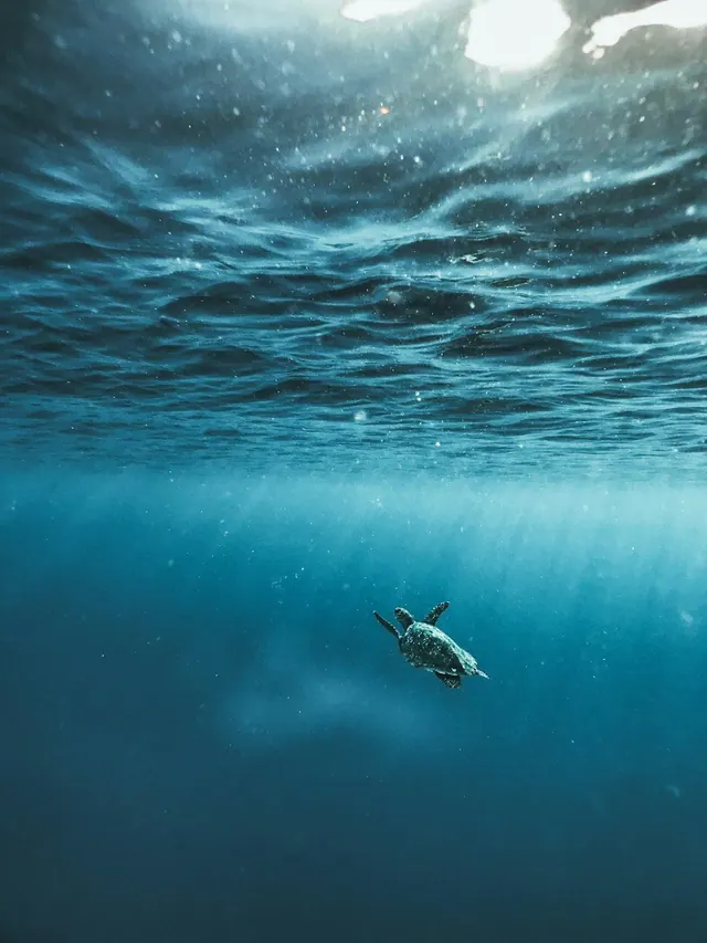 Unterwasserwelt-Hintergrundbilder