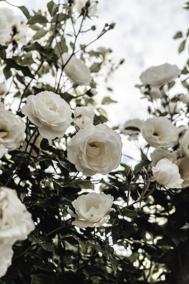 Weiße Rosen – Hintergrundbilder