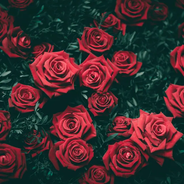 Rote Rosen – Hintergrundbilder