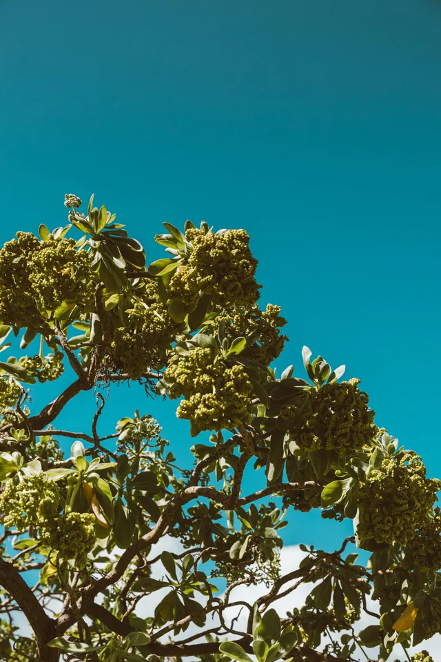 Baum-Hintergrundbilder