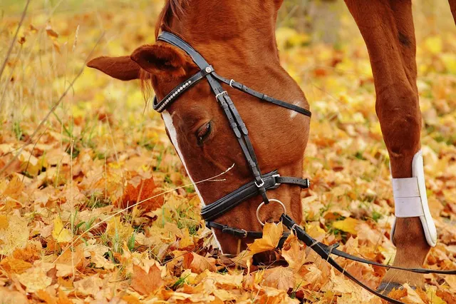 Pferde im Herbst – Hintergrundbilder