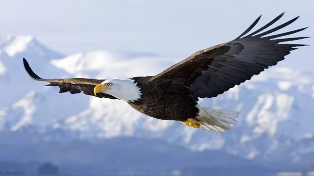 Adler-Hintergrundbilder